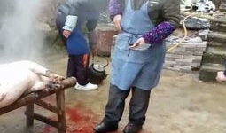 杀猪的视频,揭开残忍真相